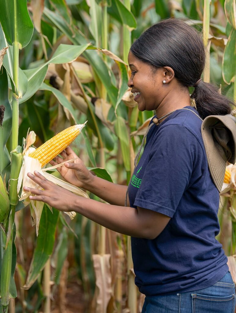 Maize field