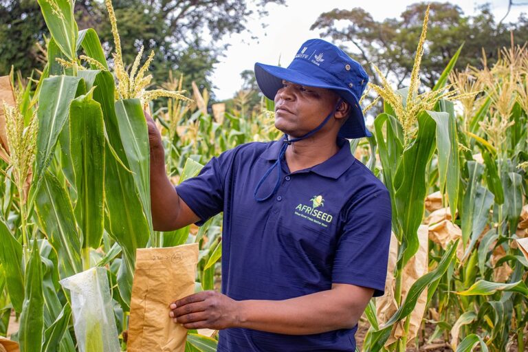 Hybrid Maize Research Fields