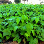 Marketing Season Begins